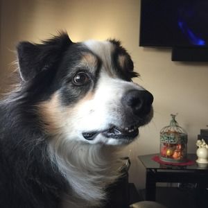 Meet your Posher, Vincent